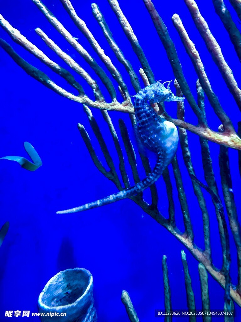 海底世界中的奇异生物