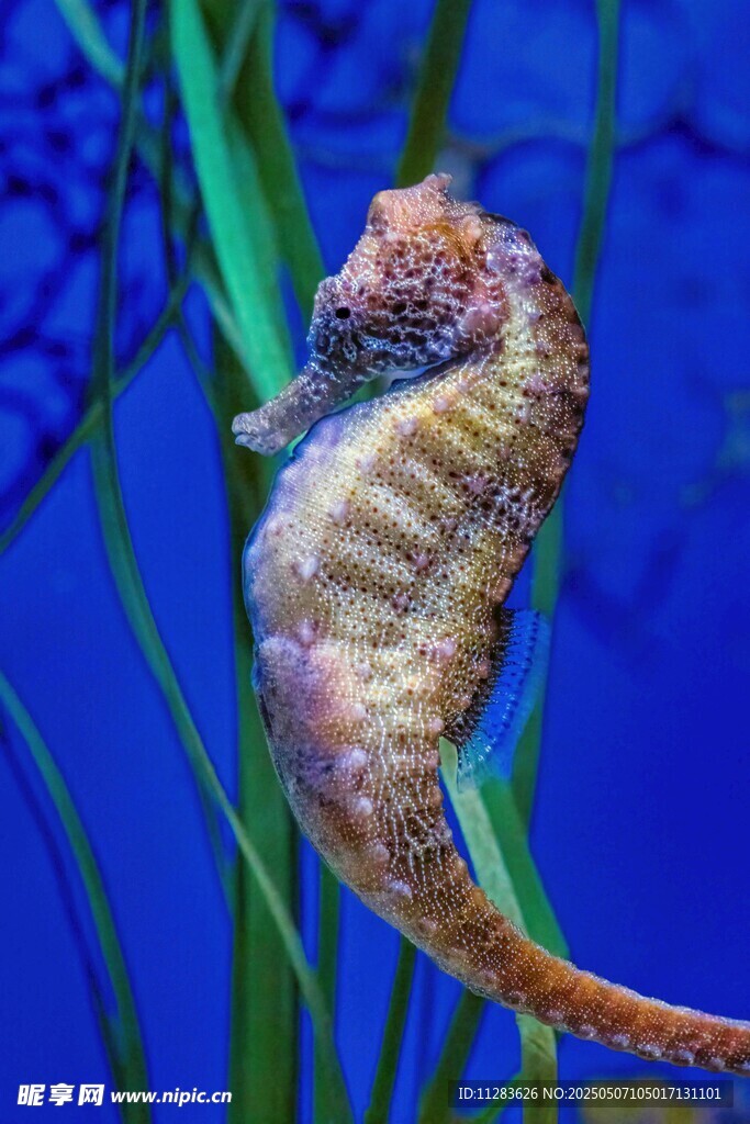 优雅海马于水草间悠游