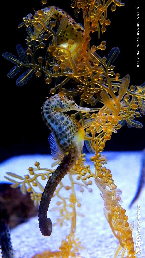 梦幻金色海龙特写