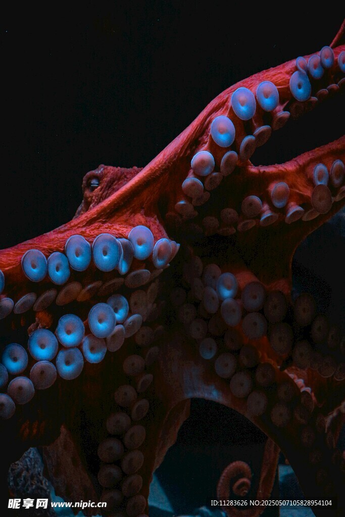 绚丽章鱼触手特写