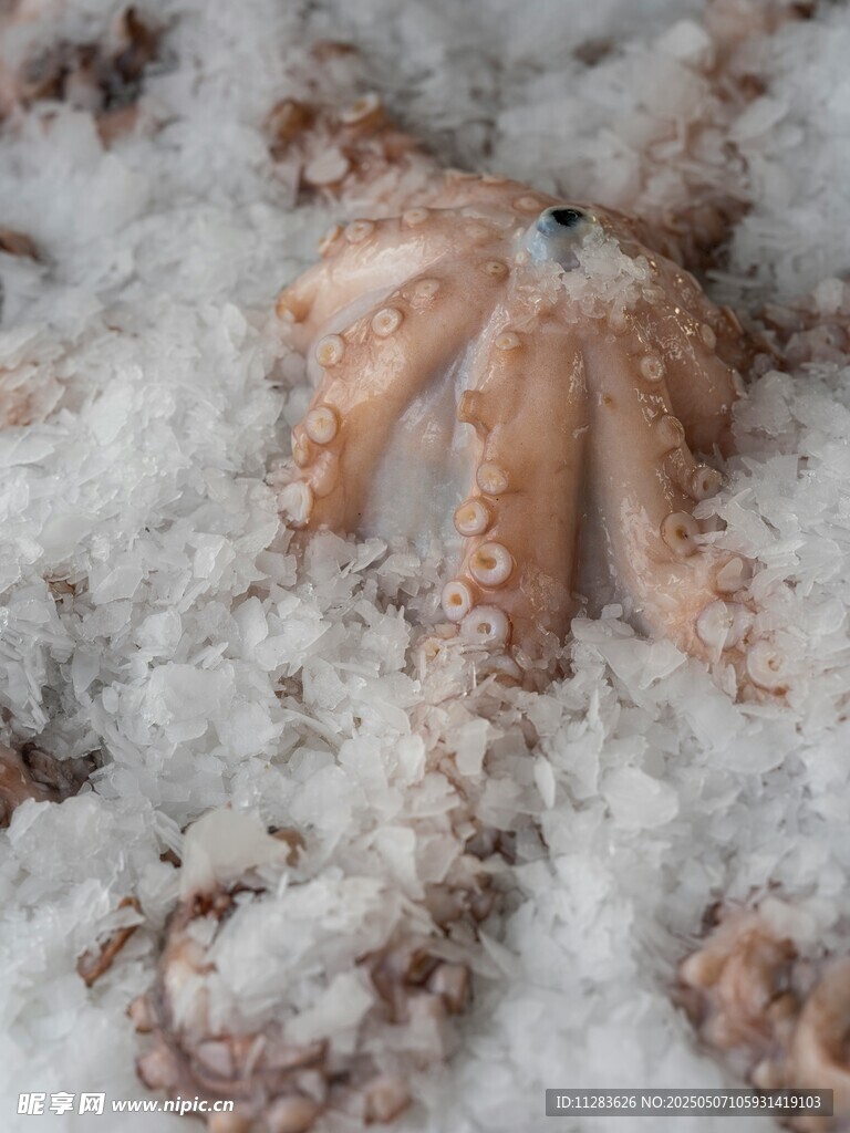 雪覆章鱼