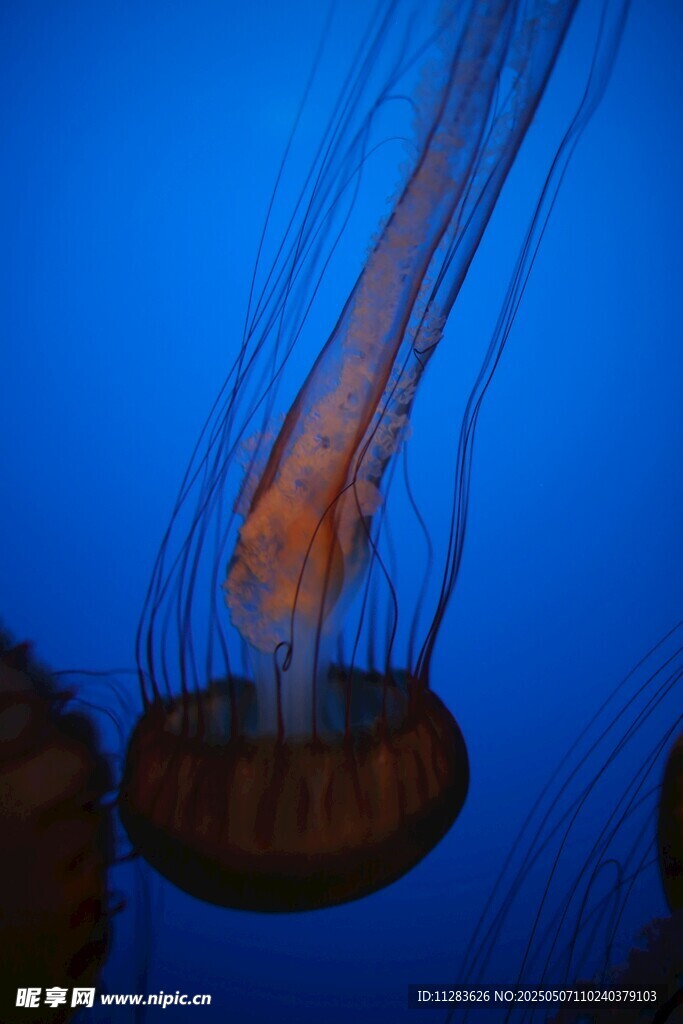 深海中游动的神秘水母