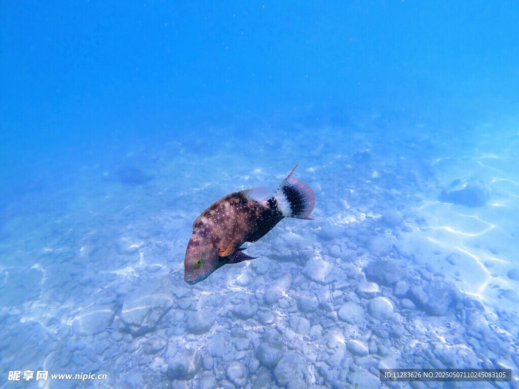 海底的多彩海螺