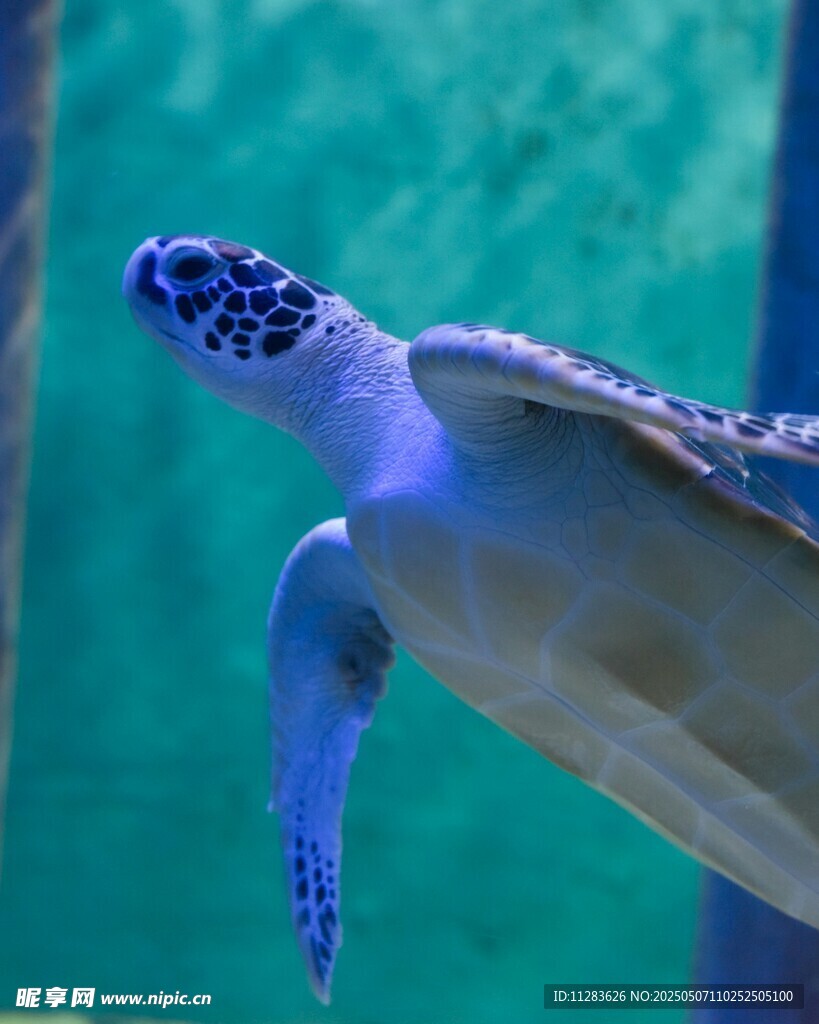 水中遨游的海龟