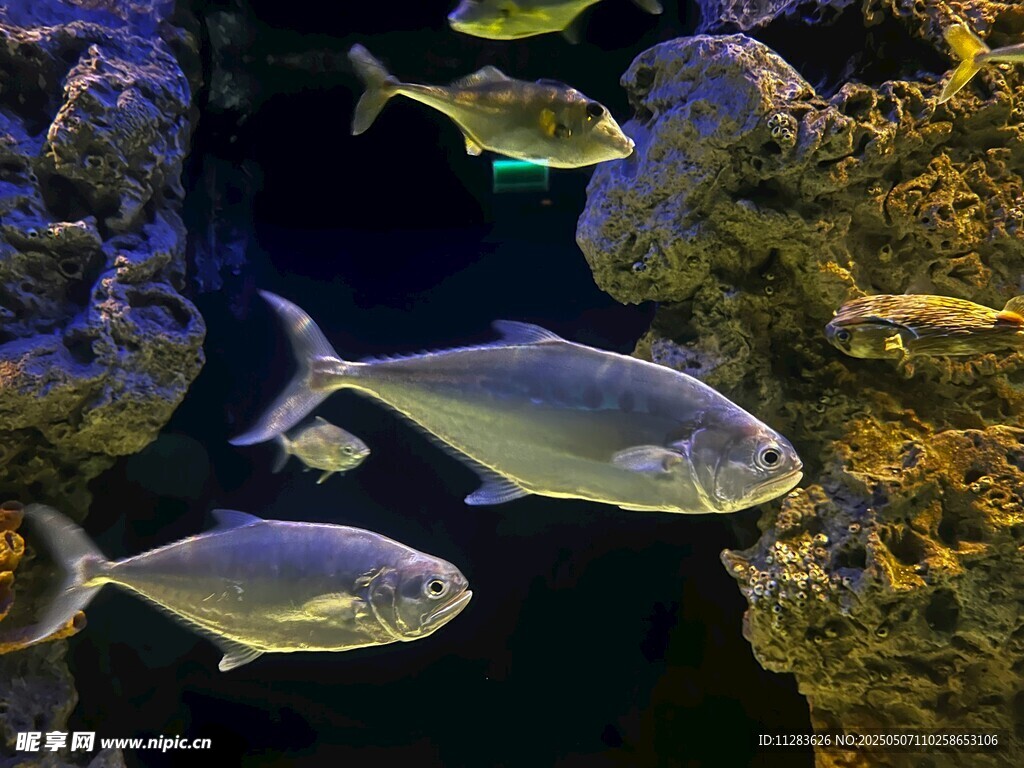 水族馆中游动的银色鱼类