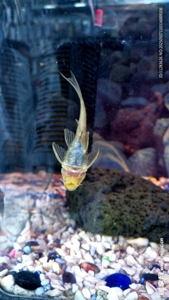 美丽斗鱼于多彩水族箱中
