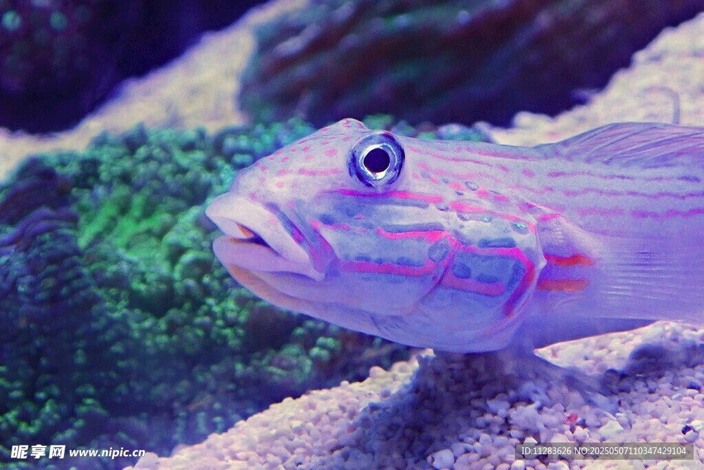 多彩海鱼特写