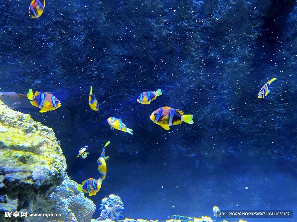 海底五彩鱼群畅游景象