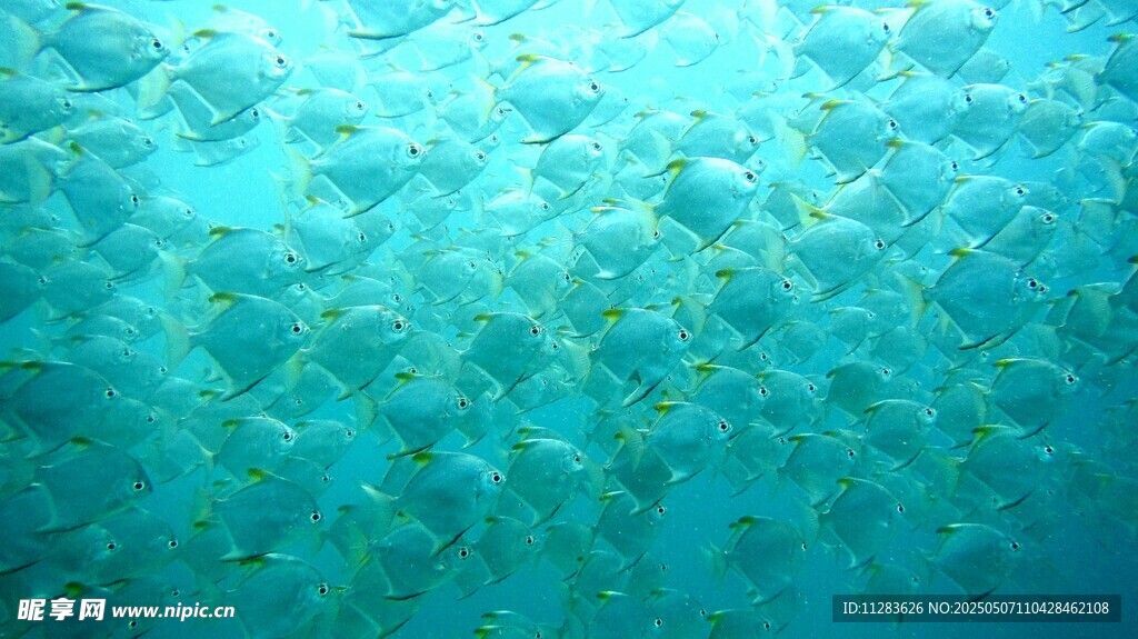海底鱼群景观
