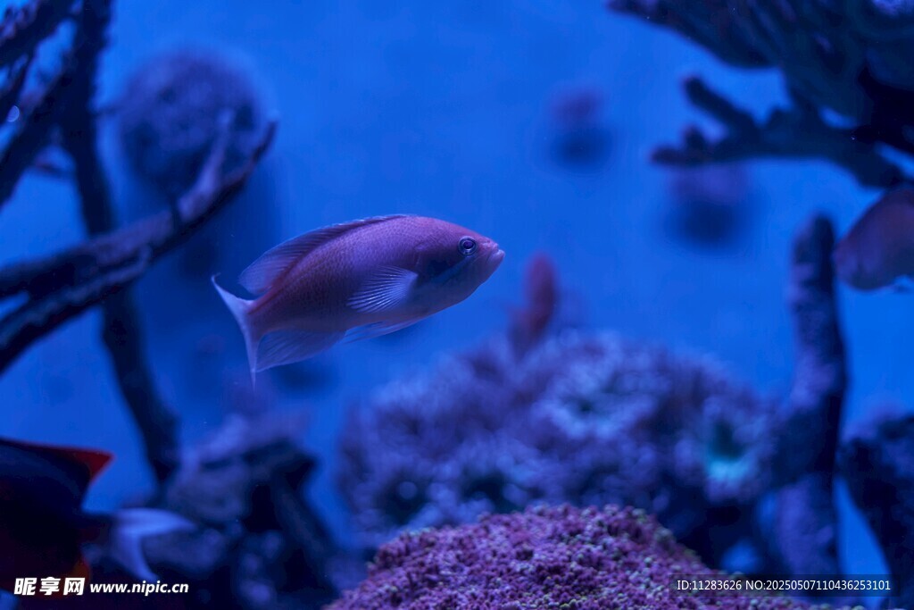 海底游鱼与绚丽珊瑚景观