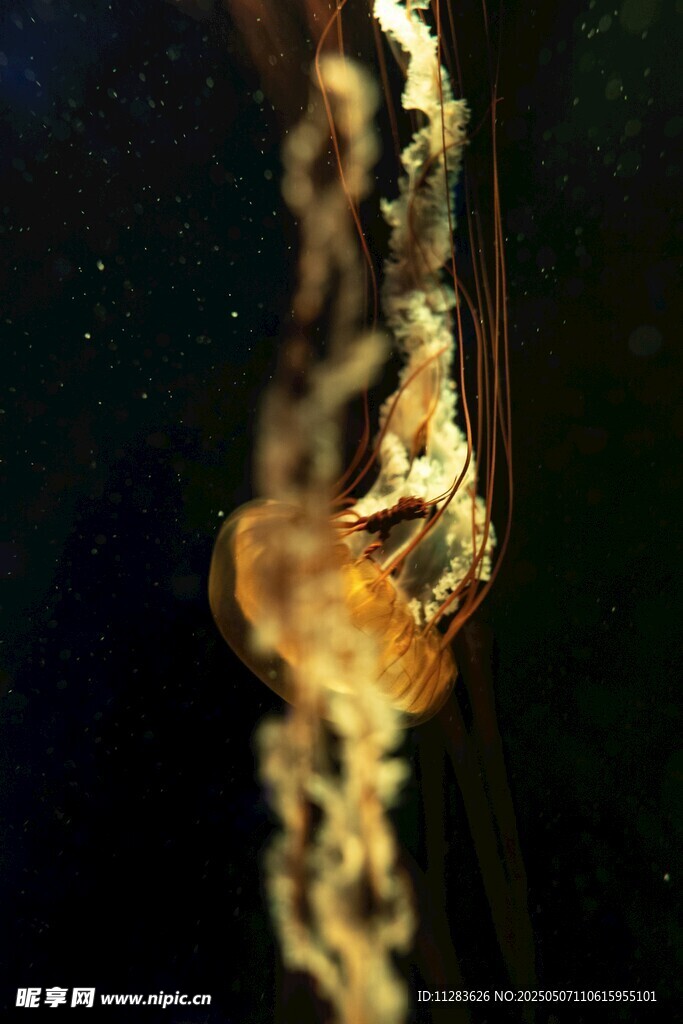 水母