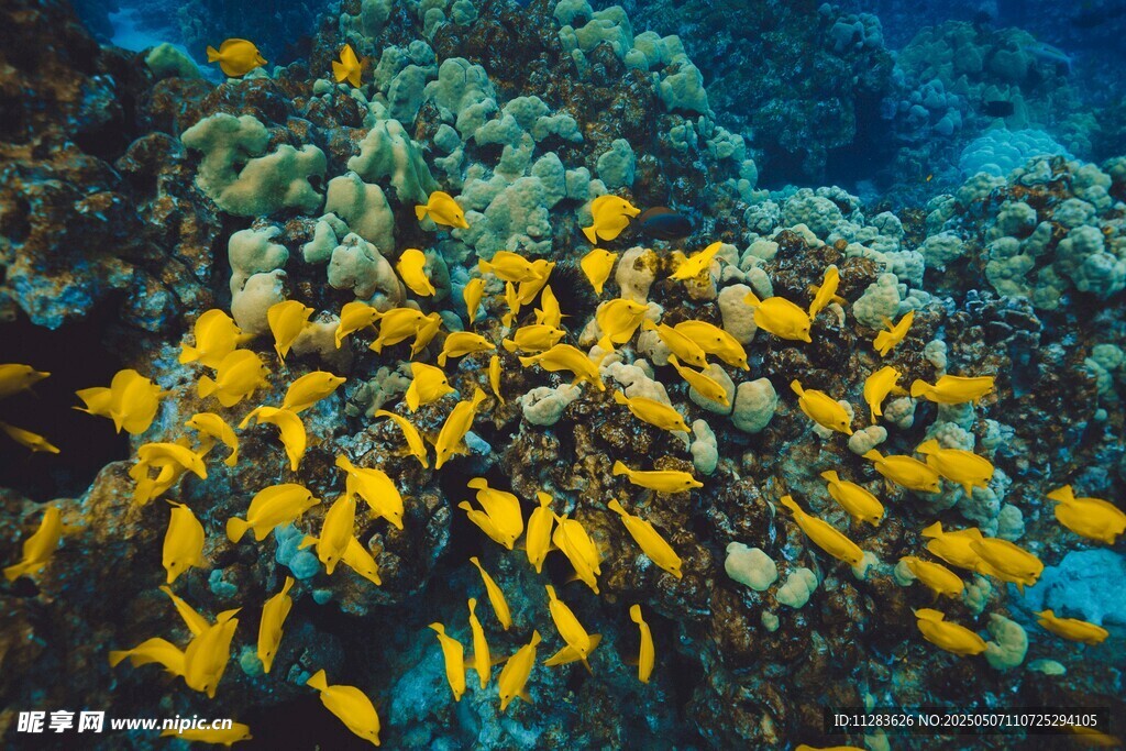 海底群鱼与珊瑚景观