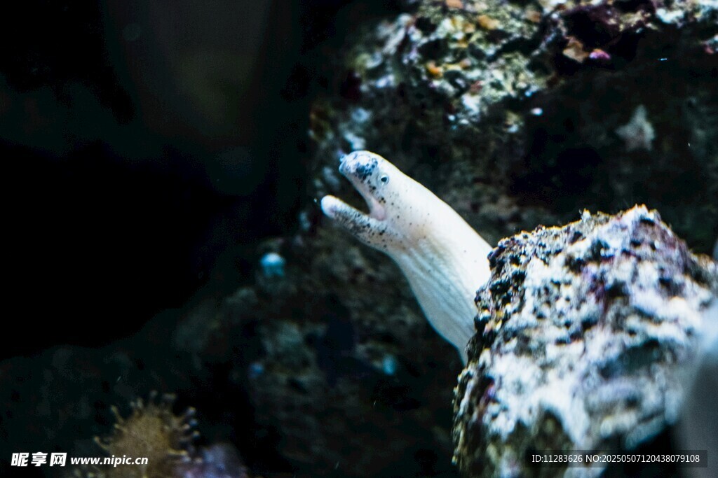 海底生物景象