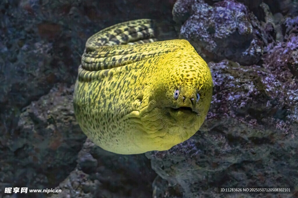 黄色海鳗在水中游动