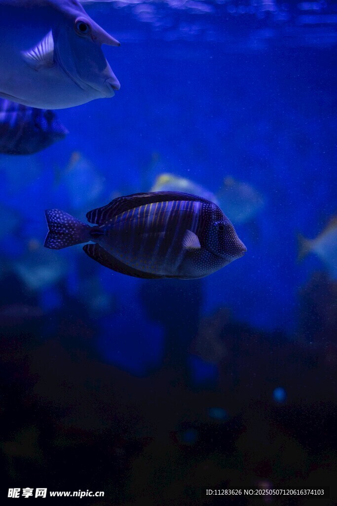 水族馆中游动的条纹鱼