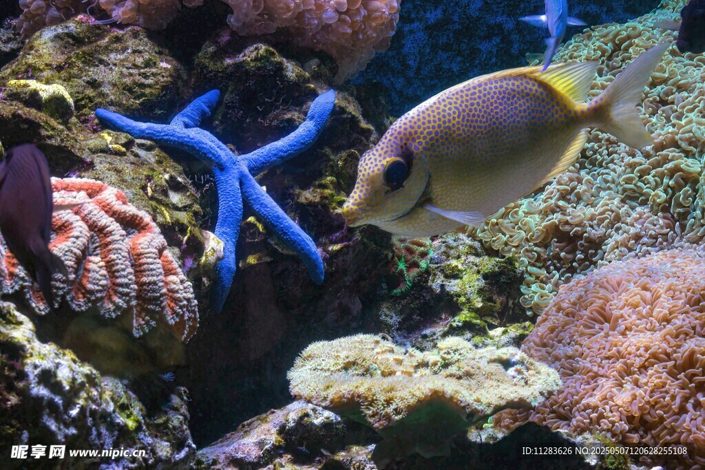 海底世界的多彩鱼类与海星