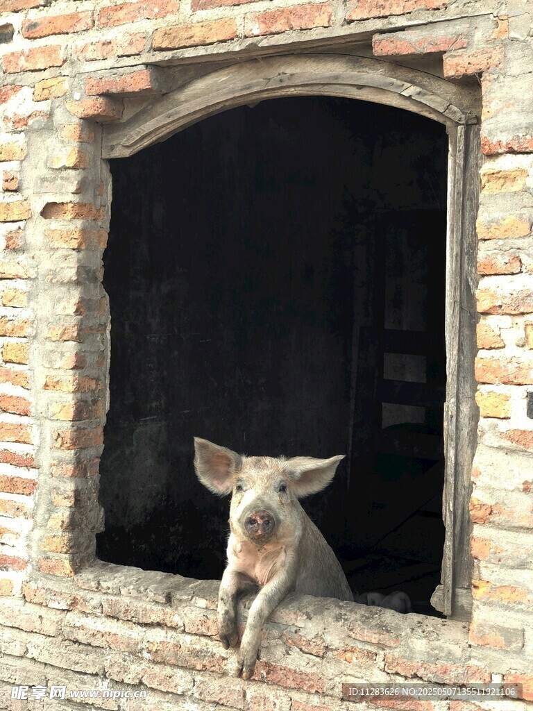 砖墙上探出身子的可爱猫咪