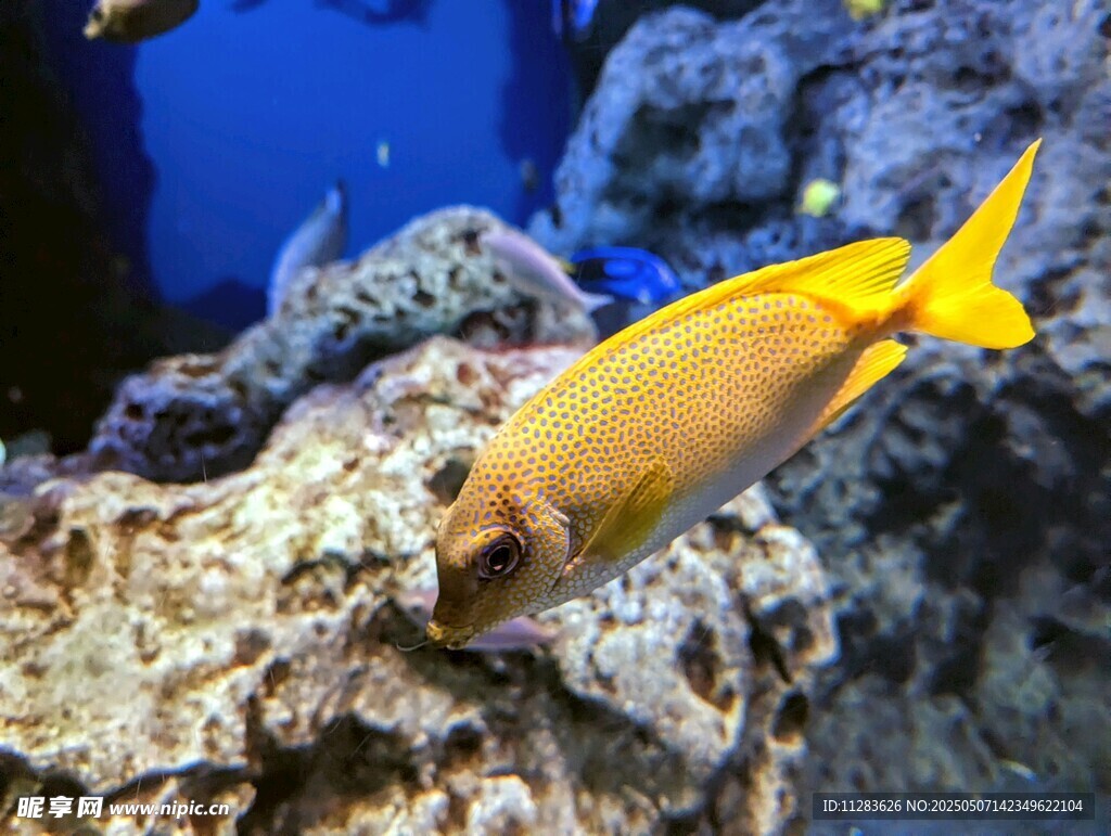 黄色海鱼游弋于礁石间