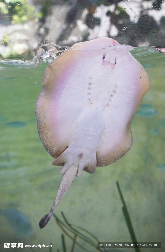 水中的粉色魟鱼