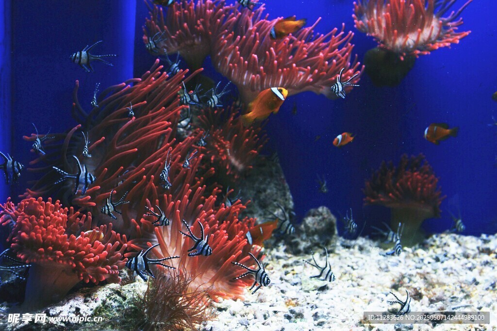 绚丽海底珊瑚景观
