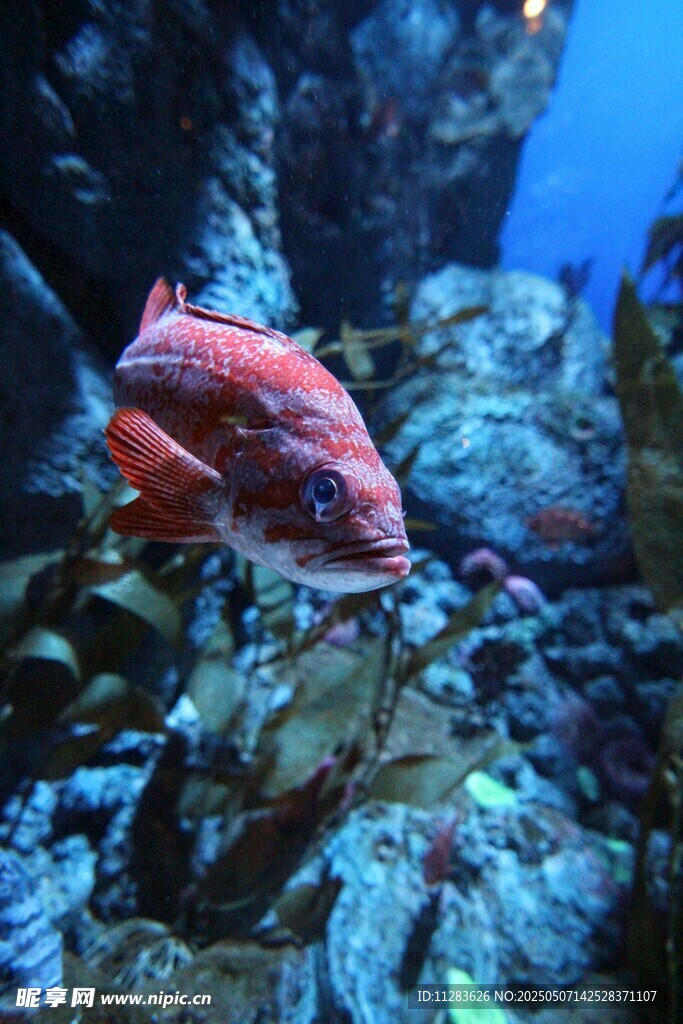 水族馆中的艳丽红鱼