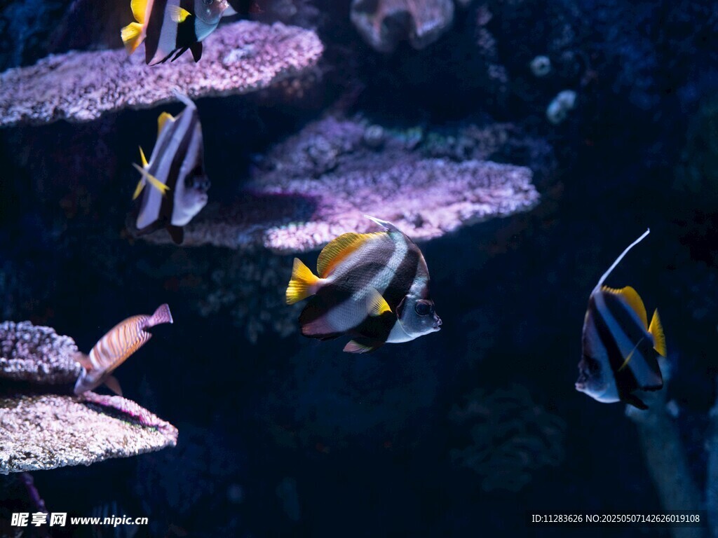 水族馆中多彩游动的鱼类