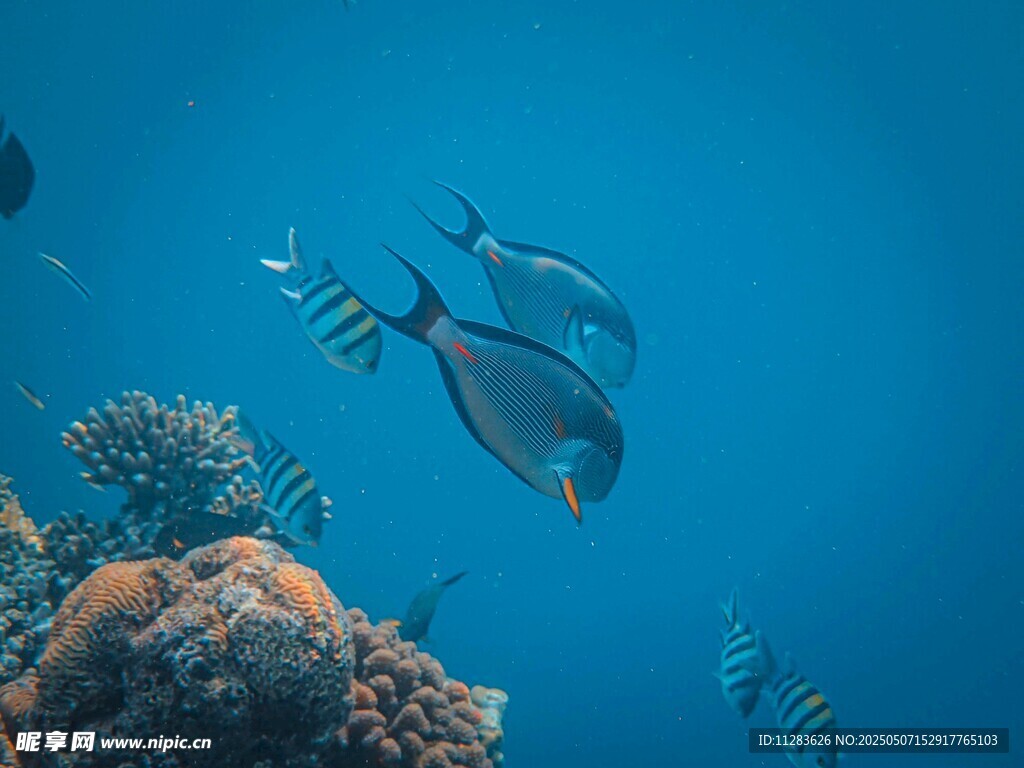 海底游鱼与珊瑚景观