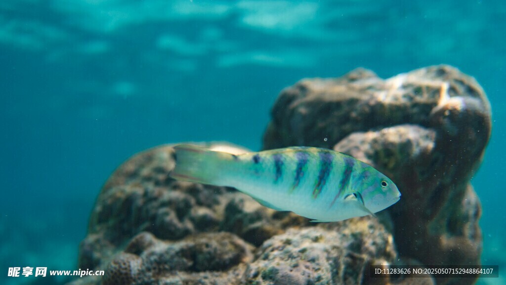 海底游鱼与礁石景观
