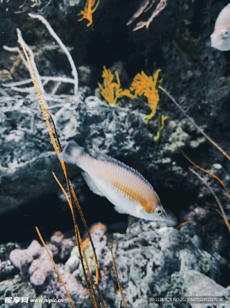 海底世界的多彩鱼类景观