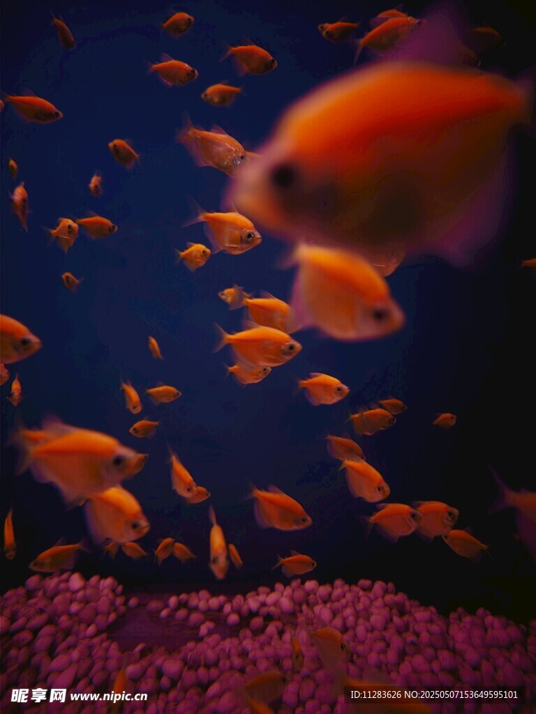 畅游的橙色金鱼群
