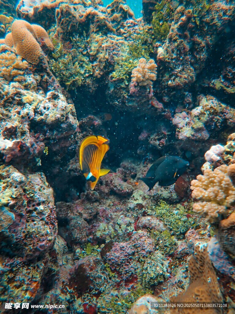 海底珊瑚间的黄色小鱼