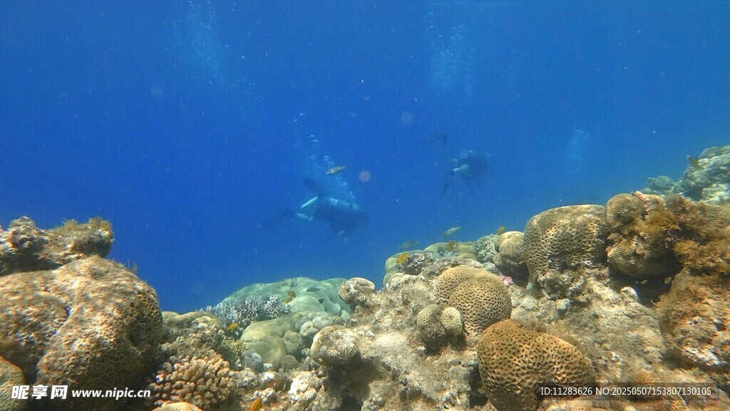 海底斑斓珊瑚景观