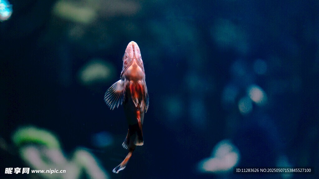 水中游动的艳丽小虾