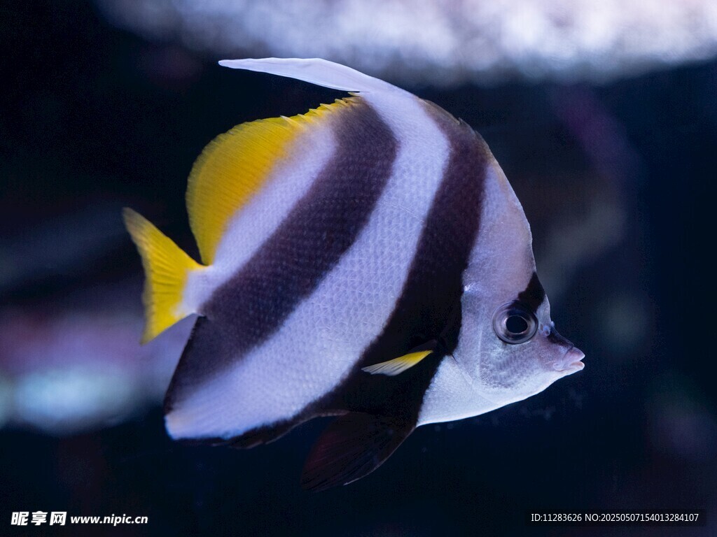 条纹海鱼特写
