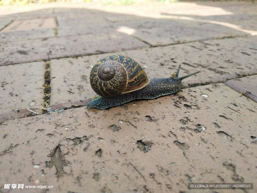 路面上爬行的小蜗牛