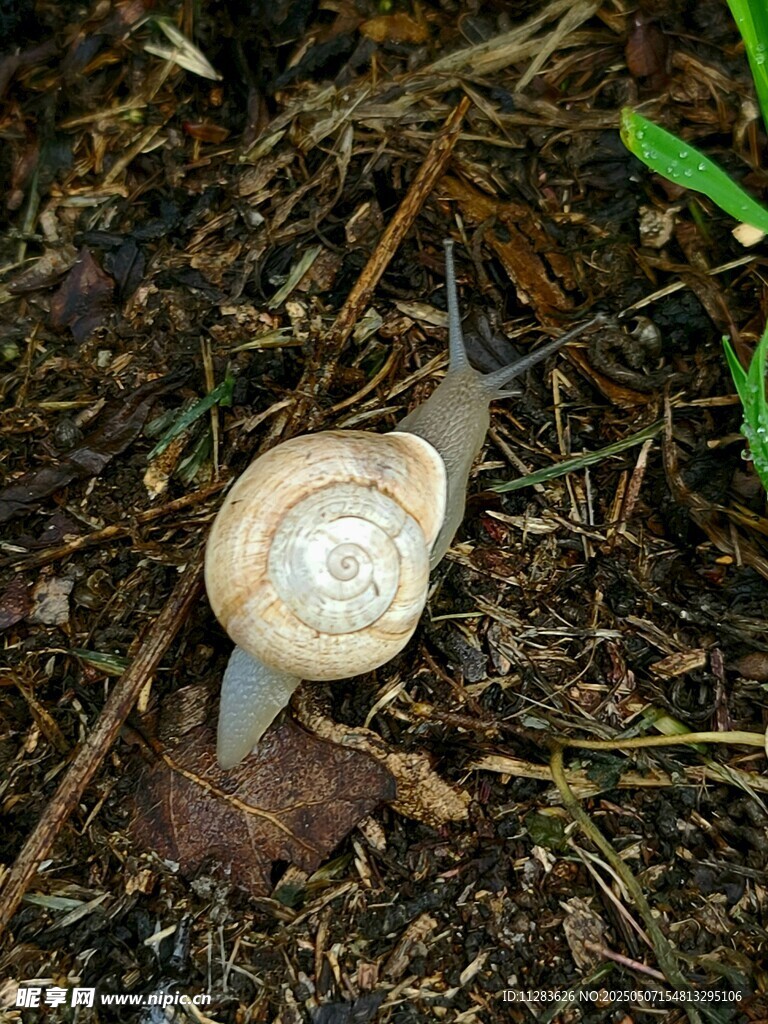 地上爬行的小蜗牛