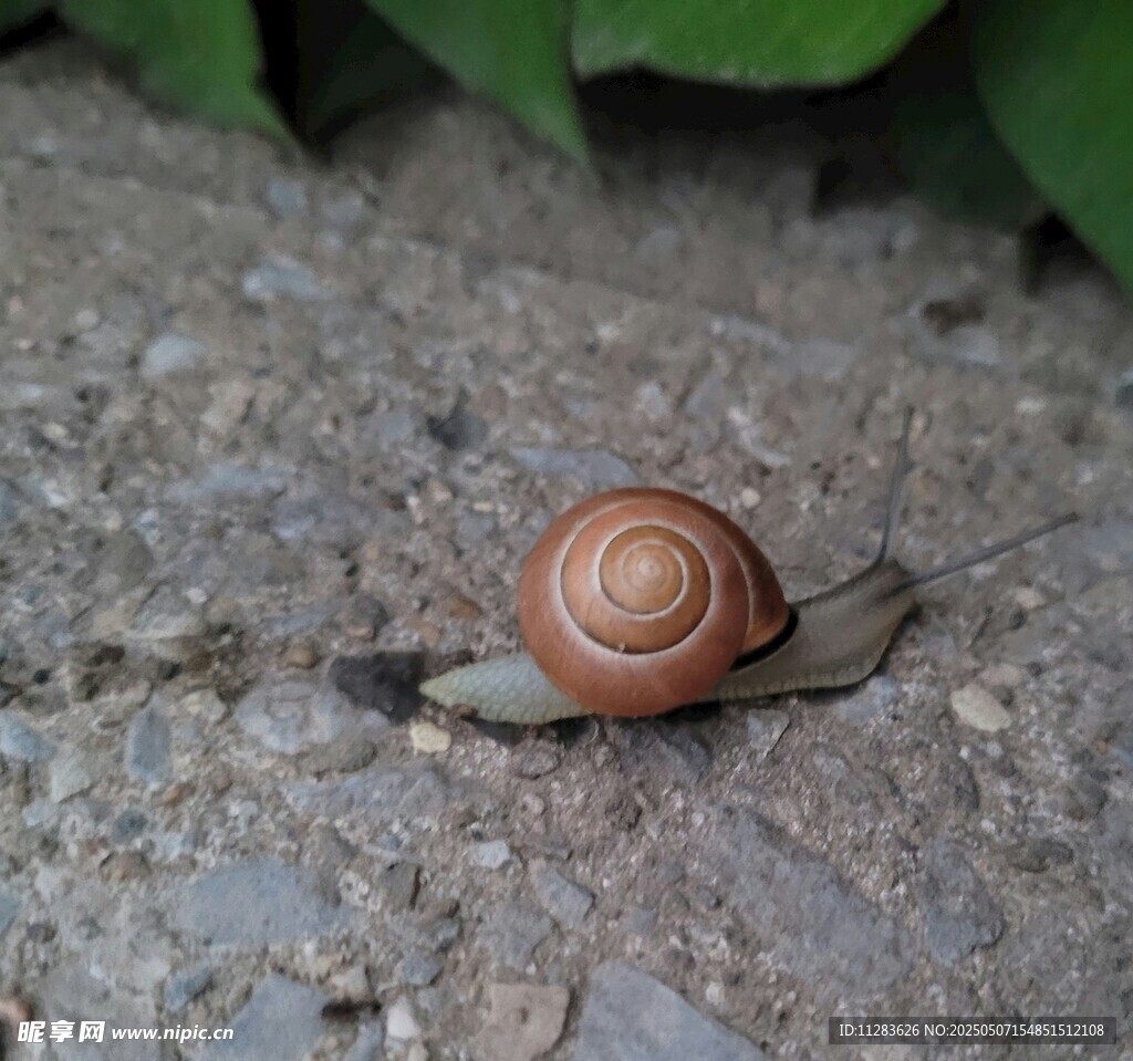 爬行的棕色蜗牛