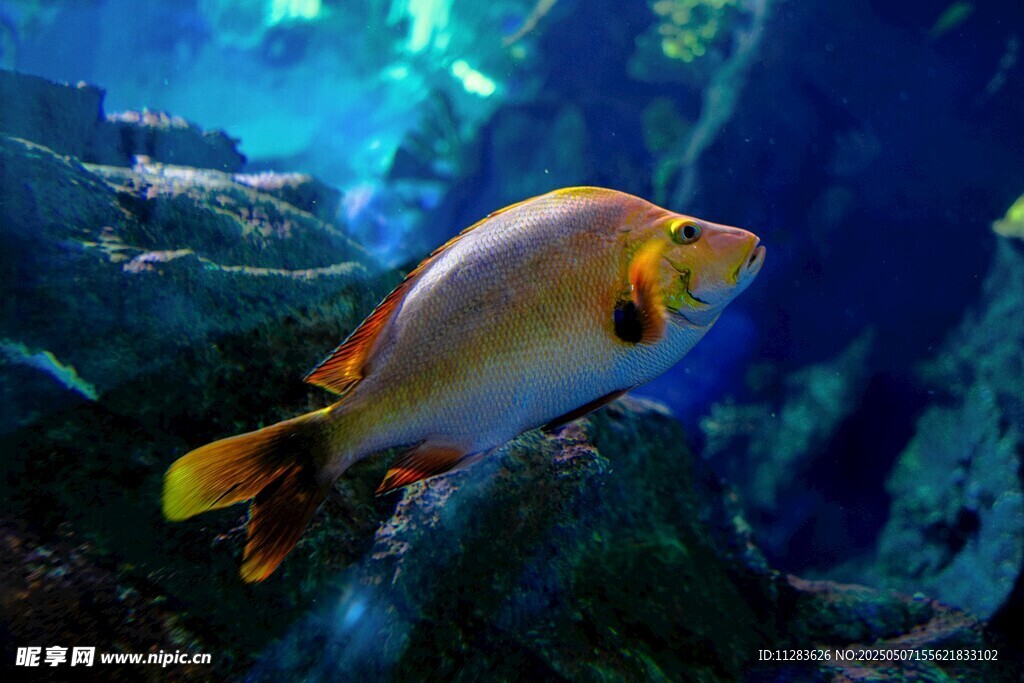 水族馆中色彩艳丽的鱼