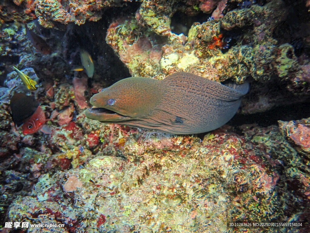 海底洞穴中的海鳗