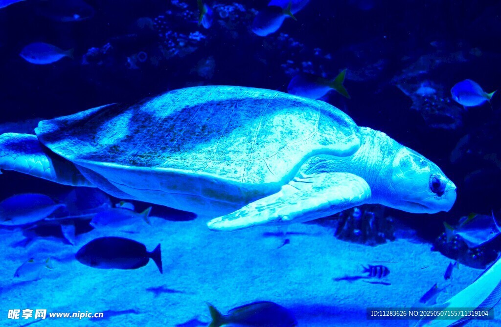 水族馆中的海龟与小鱼