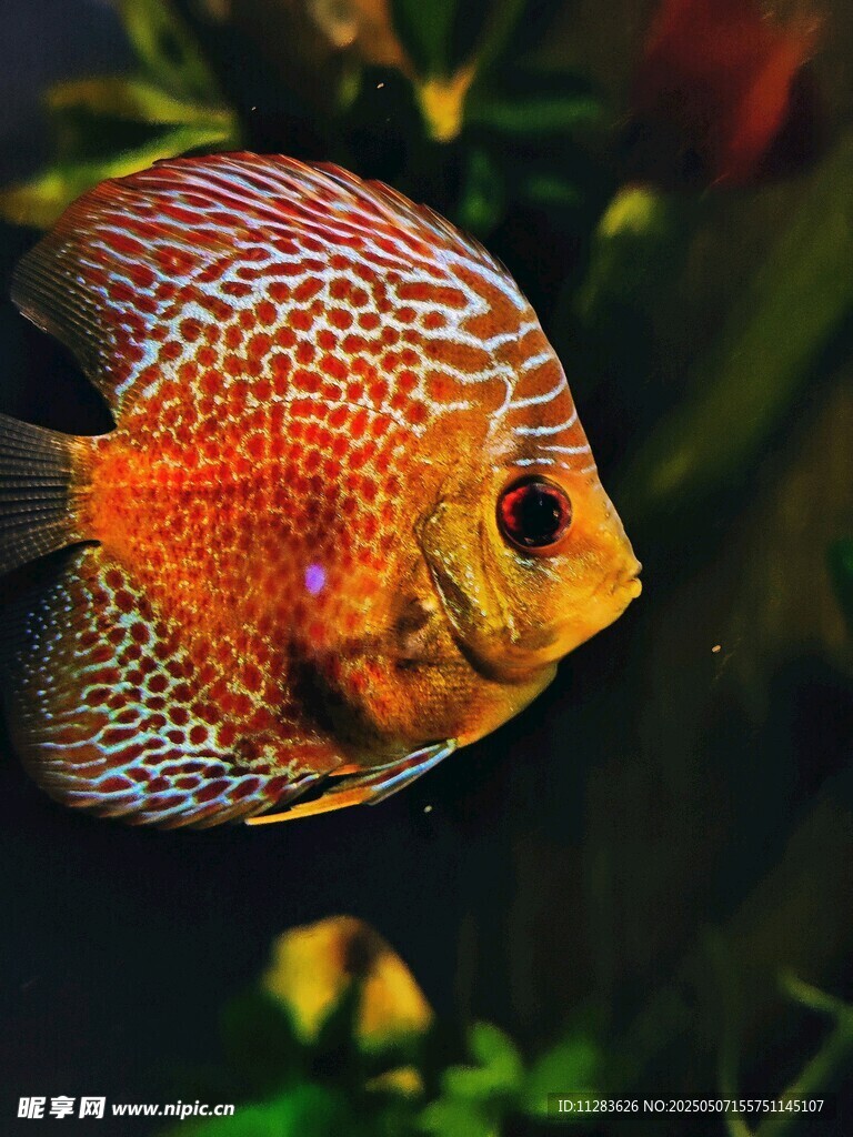 绚丽七彩神仙鱼水中游