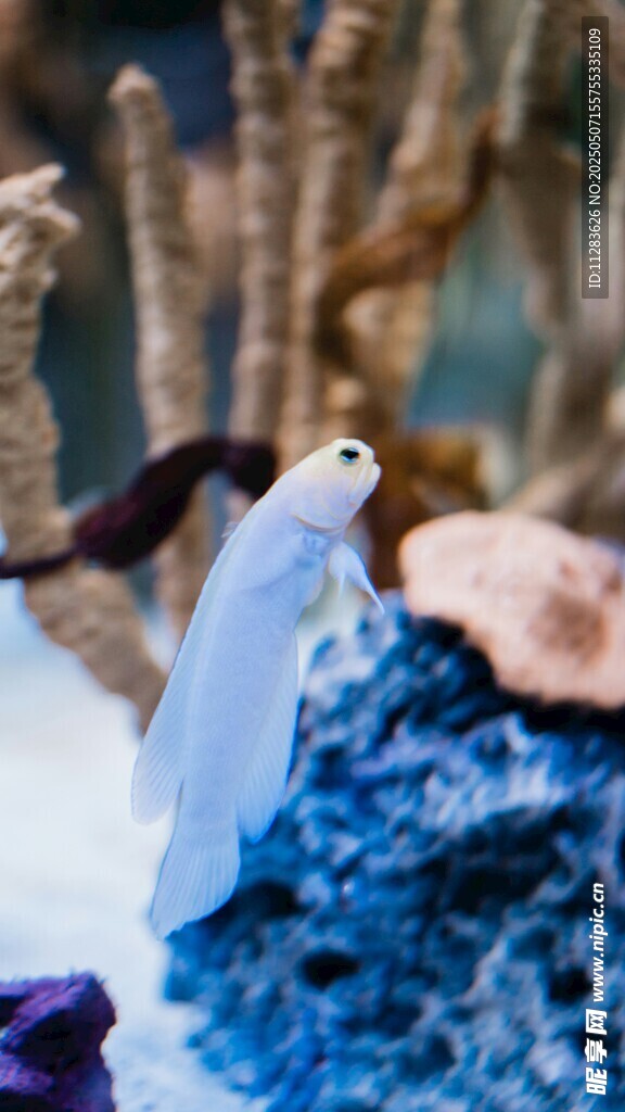 梦幻海洋生物展示
