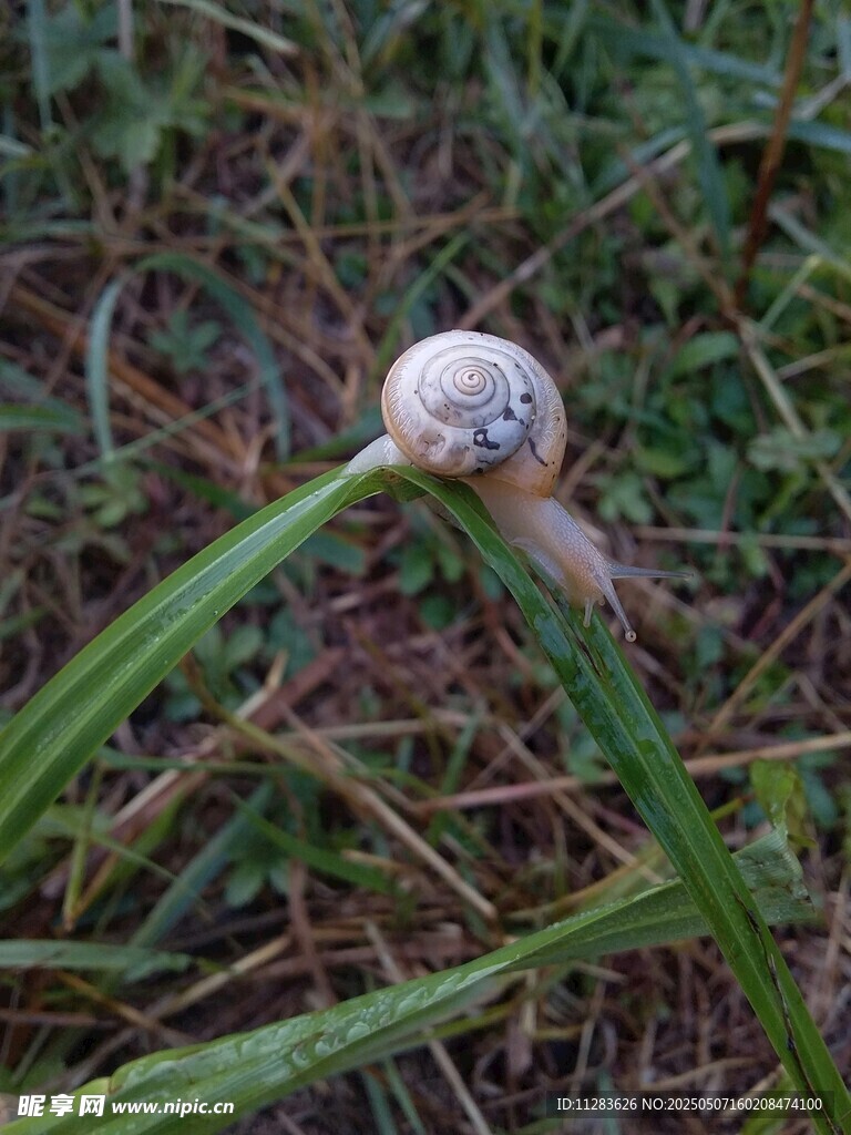 绿叶上的小蜗牛