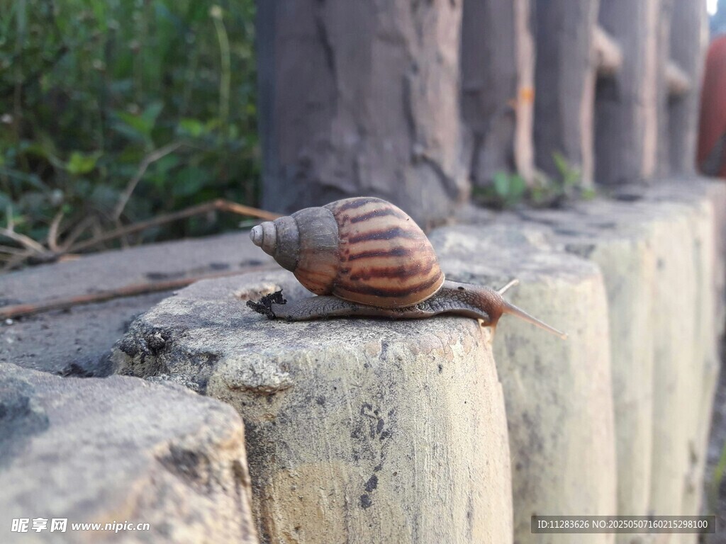 石墩上的蜗牛