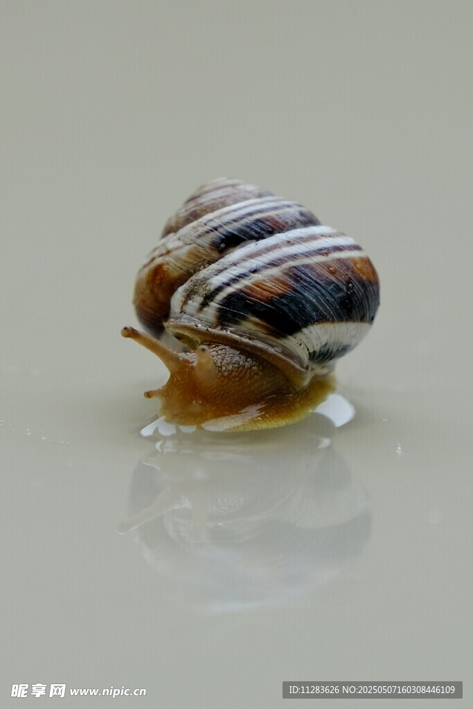 彩色条纹蜗牛特写