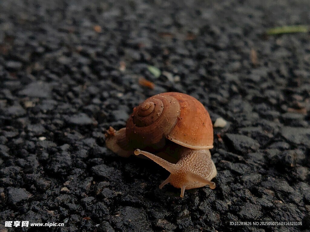 路面上的棕色蜗牛