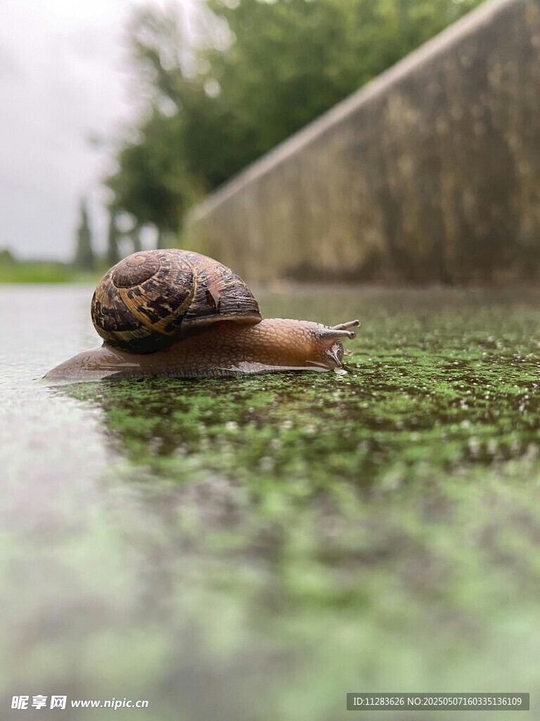 雨中蜗牛漫步湿润草地