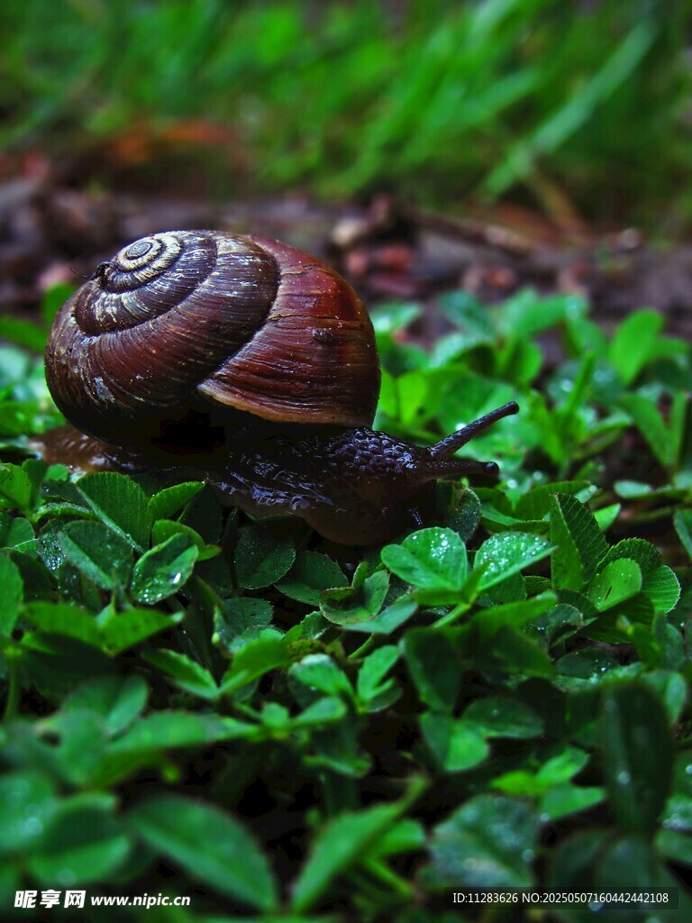 草丛中的蜗牛