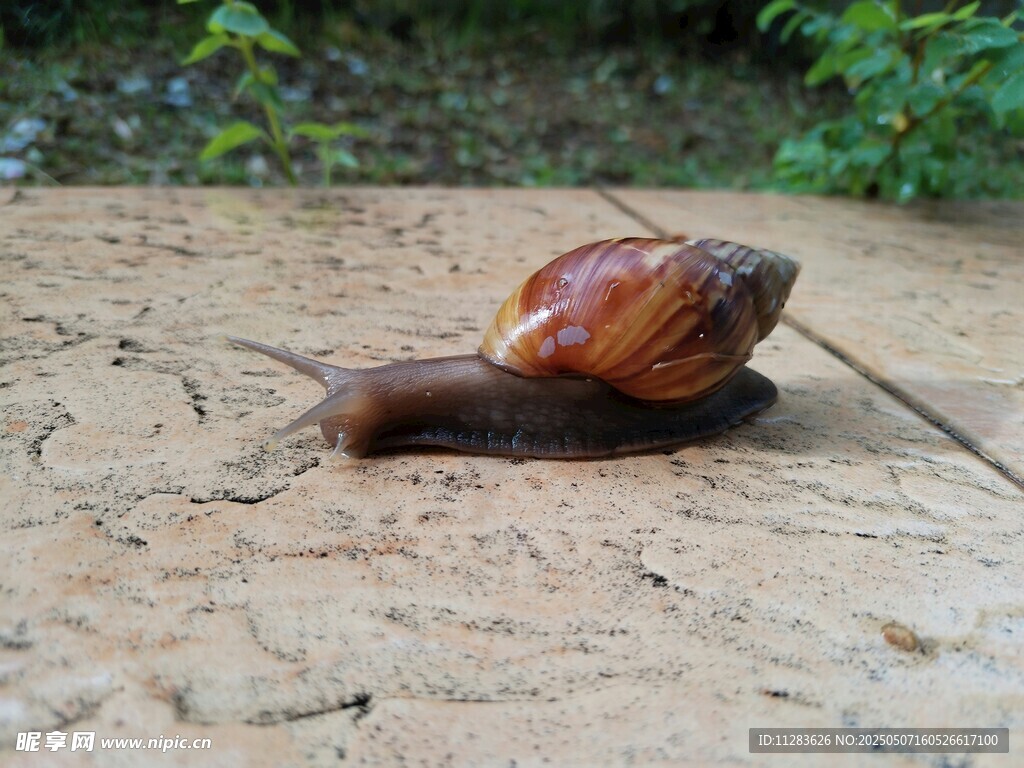 棕色蜗牛爬行在粗糙地面