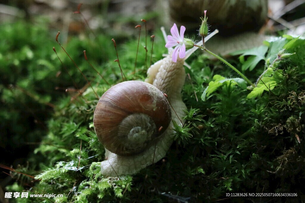 蜗牛在翠绿苔藓上爬行